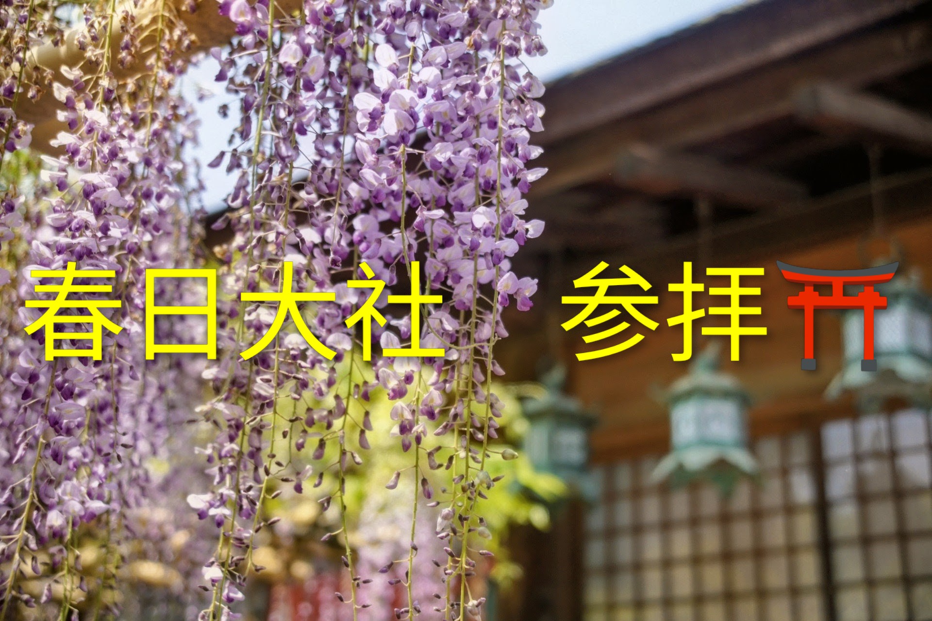 着物で神社参拝　in奈良『春日大社』