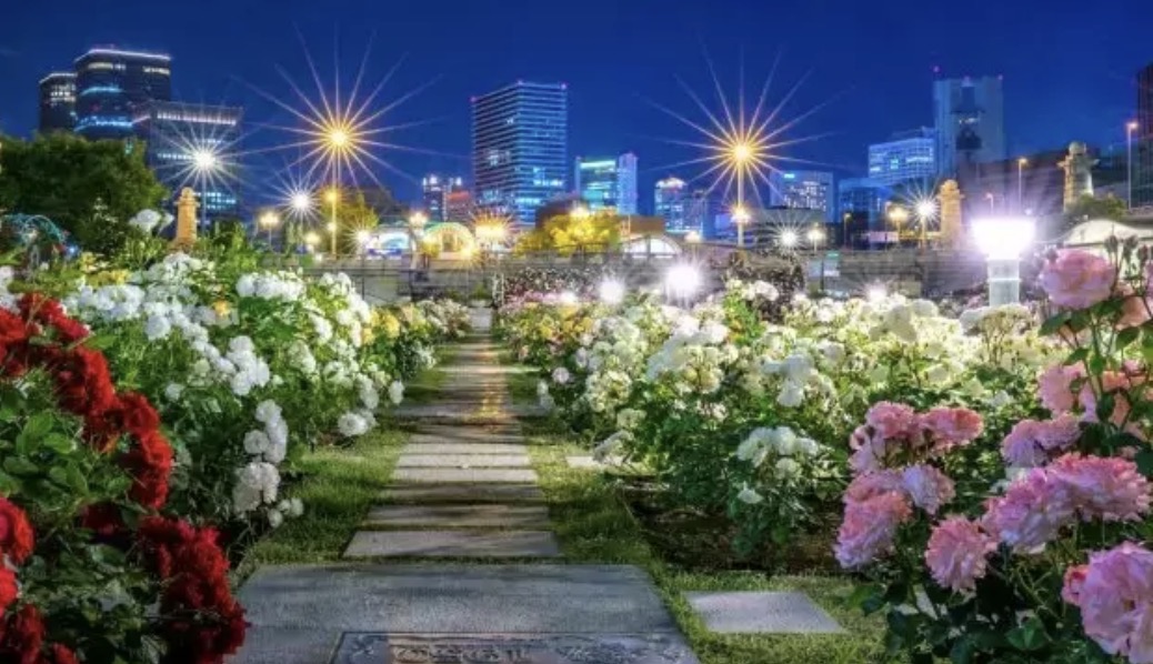 5/24 中之島公園バラ園撮影会