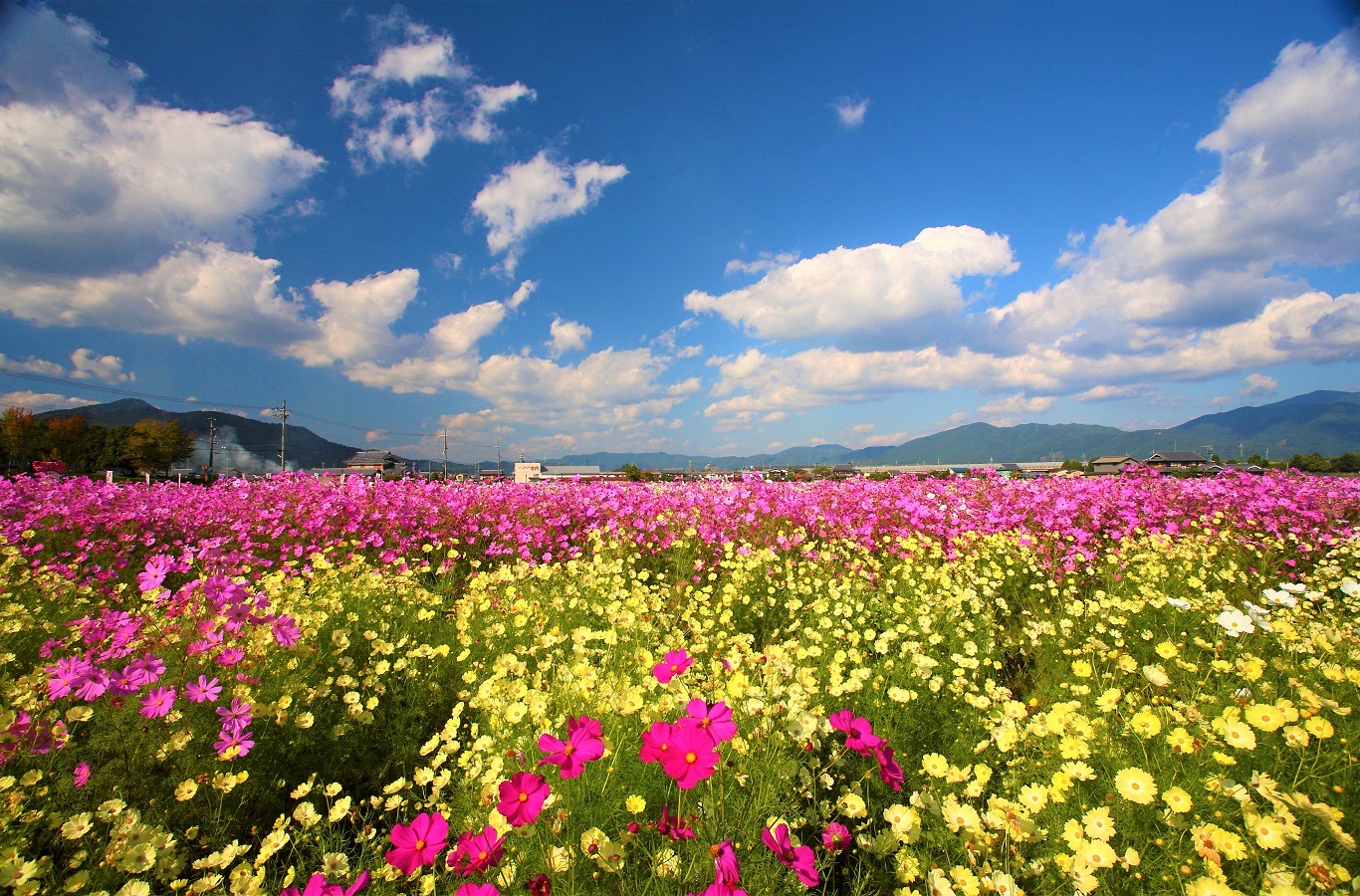 夢コスモス園撮影会